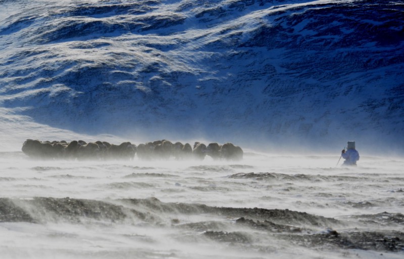 How do you study muskox behavior?