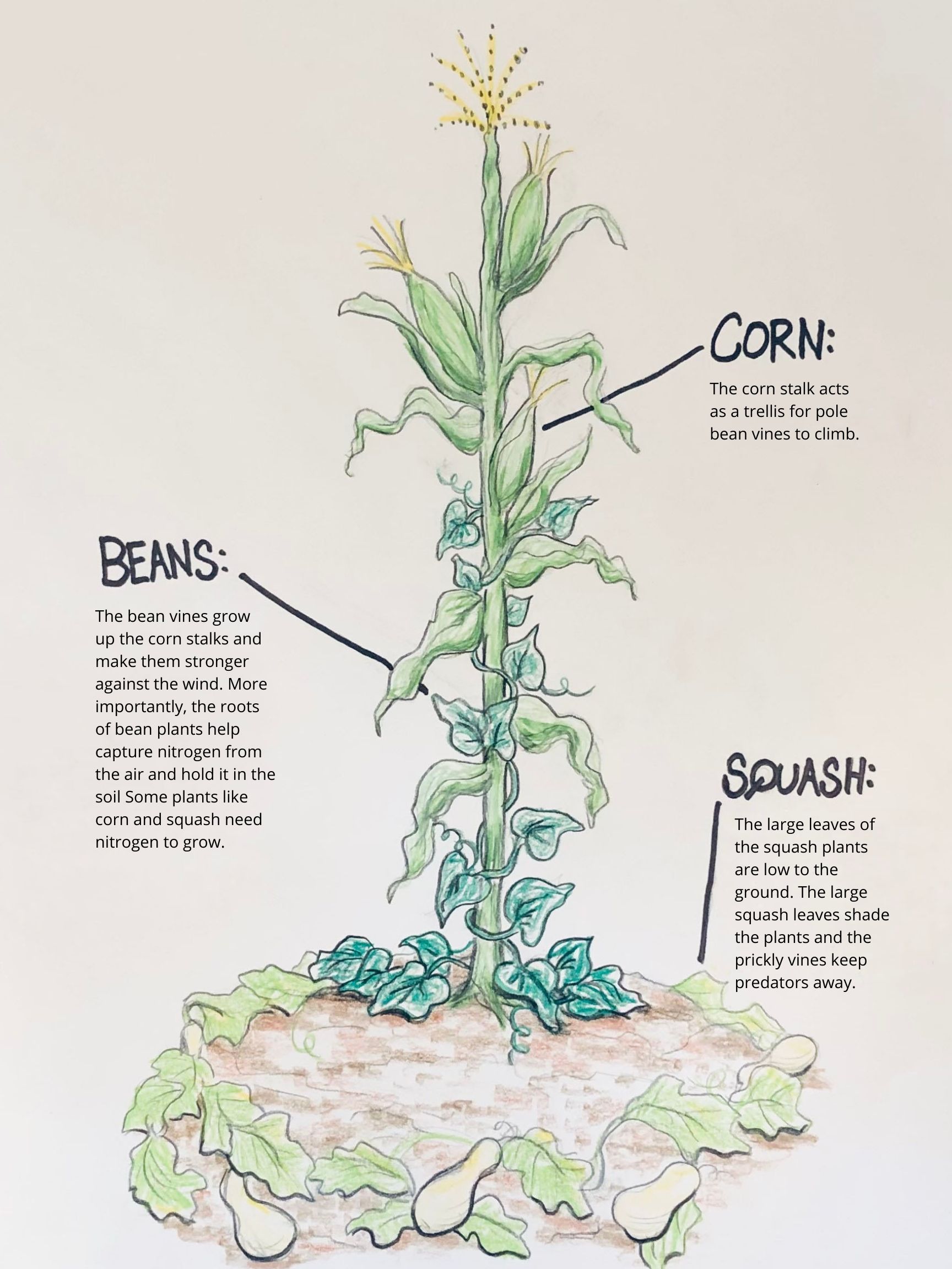 Three Sisters Gardens