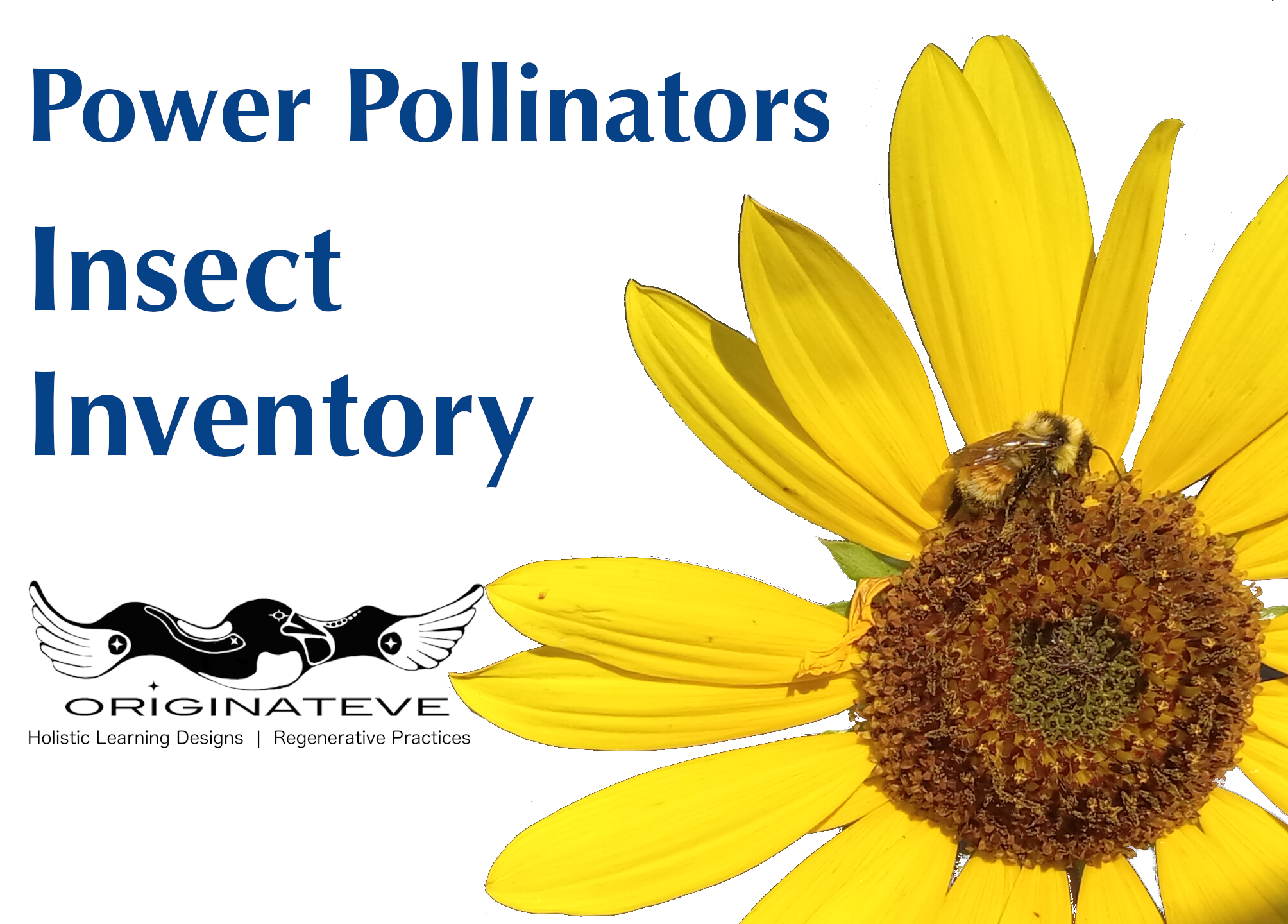 Power Pollinators: Insect Inventory
