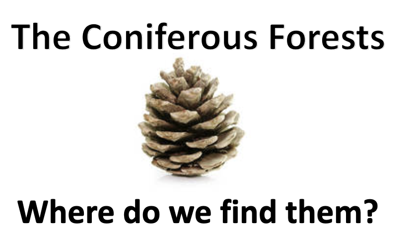 CONIFEROUS  FORESTS