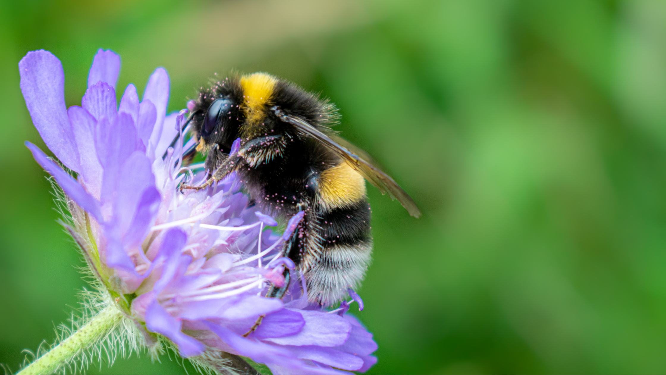Investigating Bees & Pollination: Science & ELA 