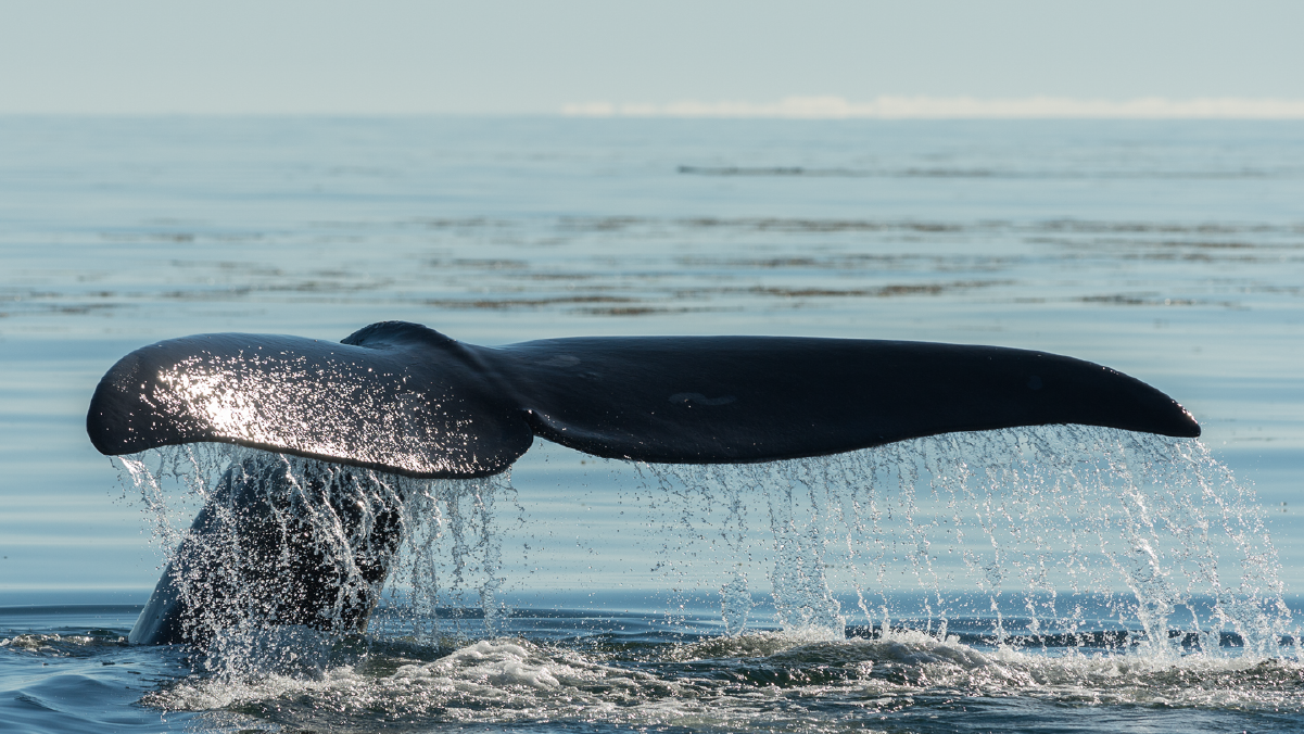 Create a timeline of "what went wrong" for right whales