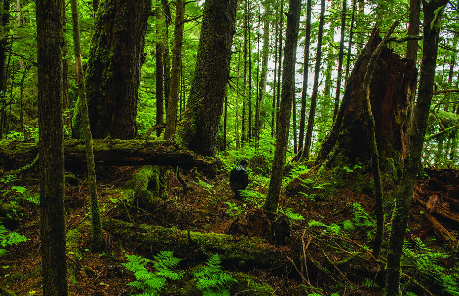 Explore a habitat near you: Learn about a salmon survey and then do a species survey of your own