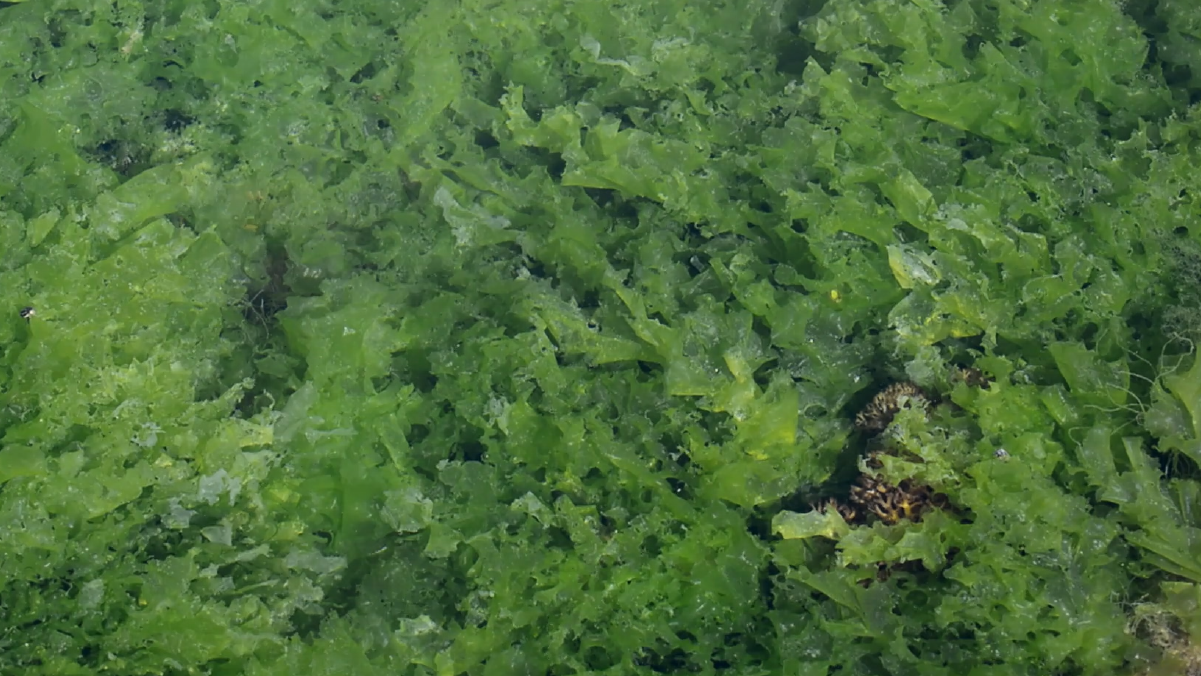 Explore human impact on the ocean - sea lettuce and farming