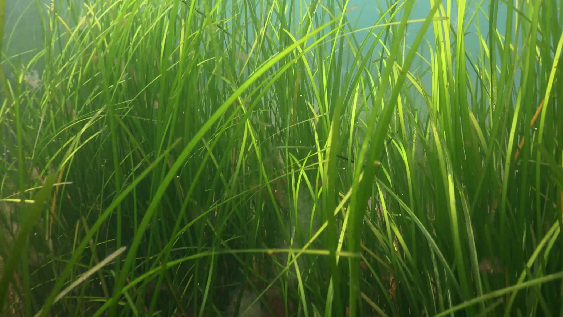 Oysters and eelgrass - The impact of aquaculture on the ecosystem