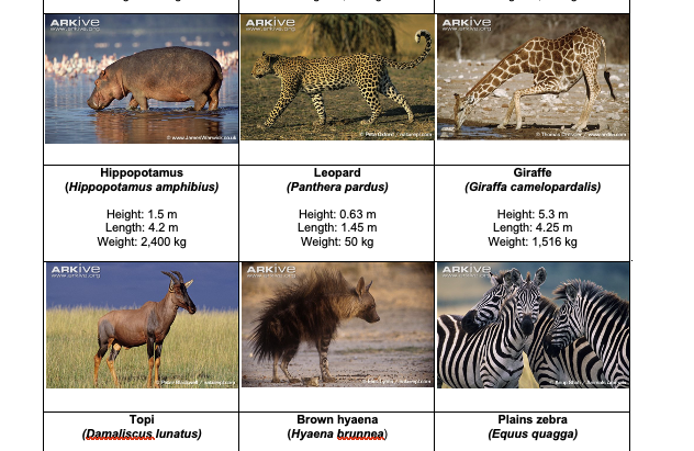 Handling Data: African Animal Maths