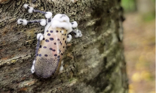 The Spotted Lantern Fly: If You See it, Kill it.