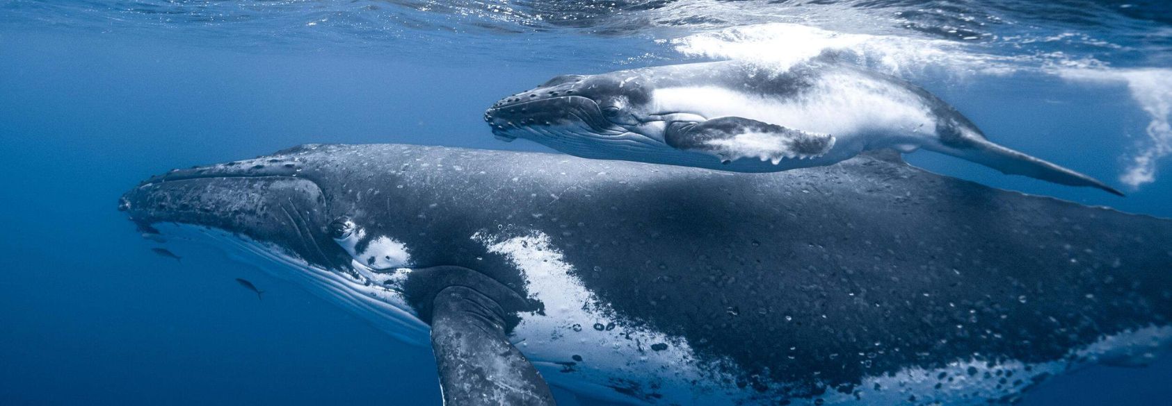 School Is Out, but Climate Change Lessons Are In