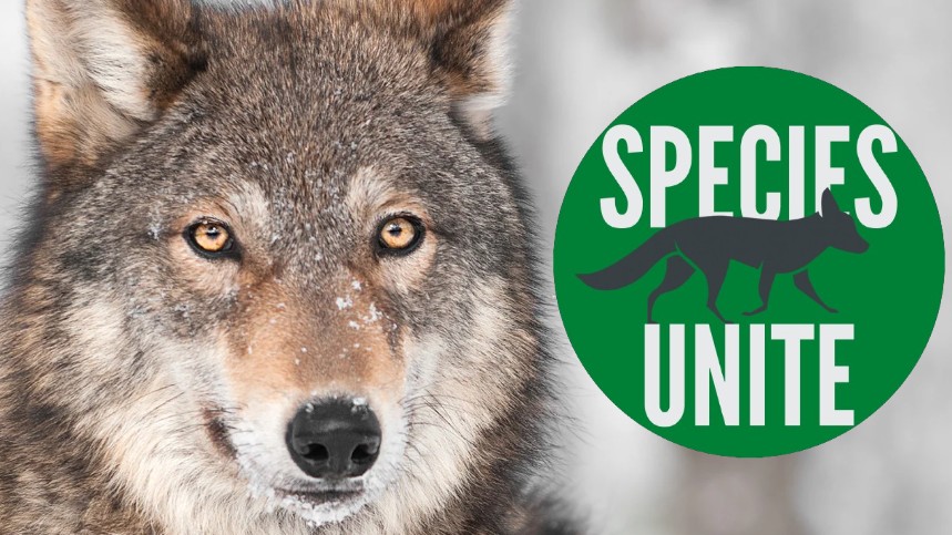 Free 6-Week Wolf Education Unit for Grades 9-12