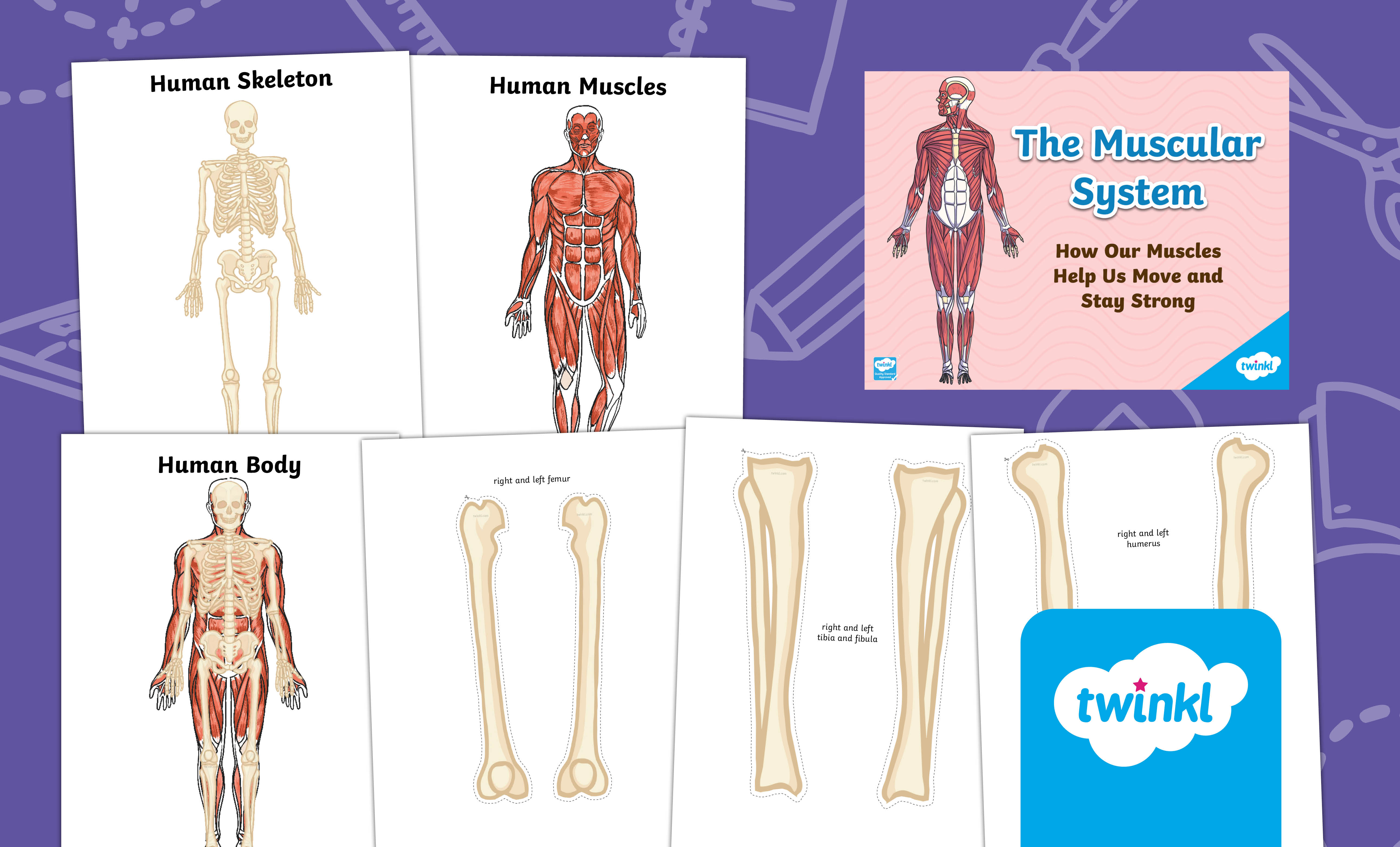 The muscular system Lesson for 3rd-5th Grade