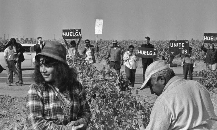 Black-and-white archival photo of the 1965 Delano grape strike. Two farmworkers work in a vineyard in the foreground while a line of strikers stands along the road behind them holding signs reading "Huelga" (Spanish for strike) and "Unite With Us."
