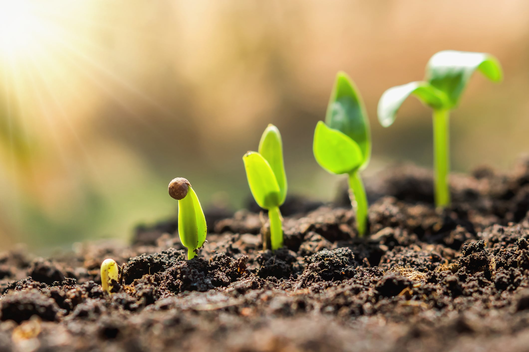 Edible Plants Parts Sort