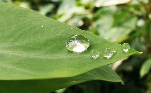 Hydrophobicity: Will the Drop Stop or Roll?