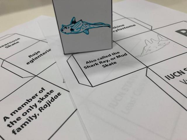 Sharks, Skates, Rays & Chimaeras: Learning Blocks