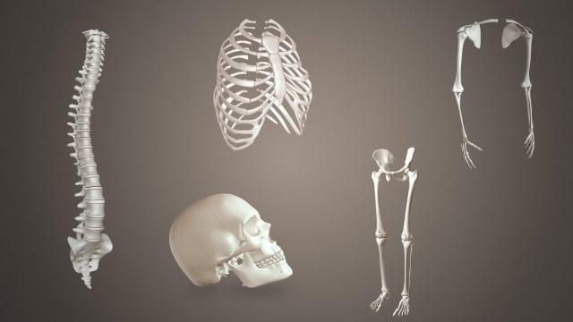 Human Skeleton, Types of Bones