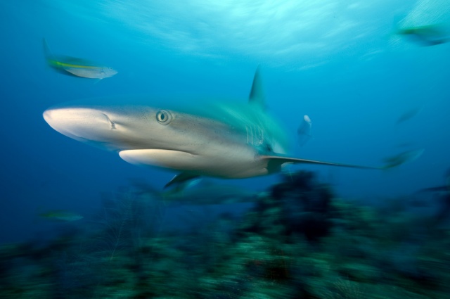 Sharks and Shorelines