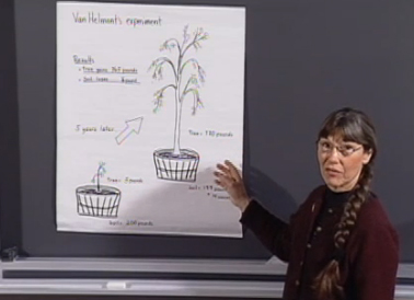 Roots, Shoots, and Wood