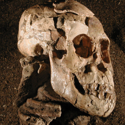 Lesson Plan: Human Evolution