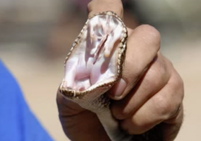 Science Heroes: Bob Drewes, Snake Venom