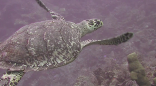 Saving Sea Turtles