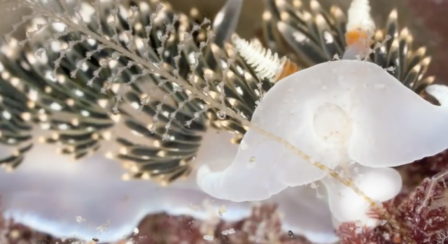 Killer Nudibranch