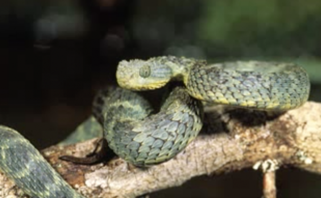 The Functonality of Snake Venom