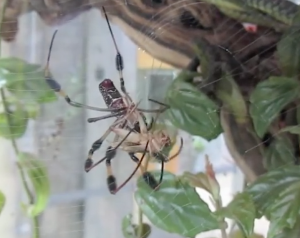 Golden Silk Orbweaver Feeding