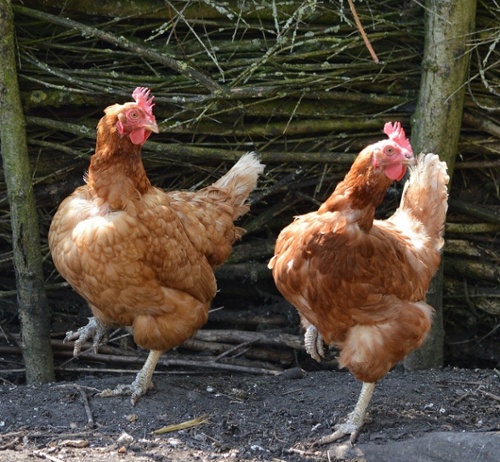 Lesson Plan: Animal Cards Dance Party