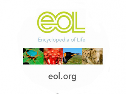 Biodiversity Skillbuilder 5: ID Using a Dichotomous Key (grades 2-5)