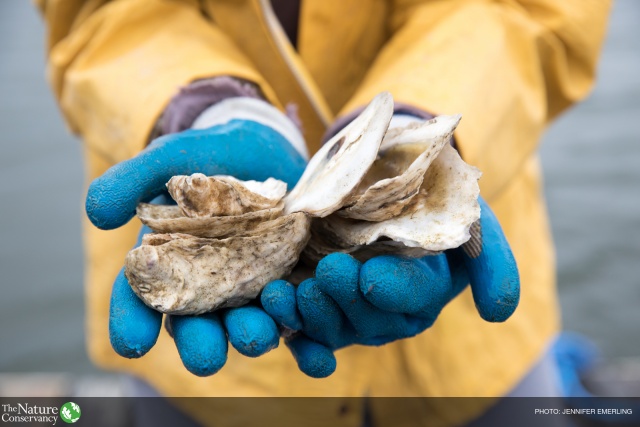 Where's the Beach? Investigating Protecting Coastlines from Erosion