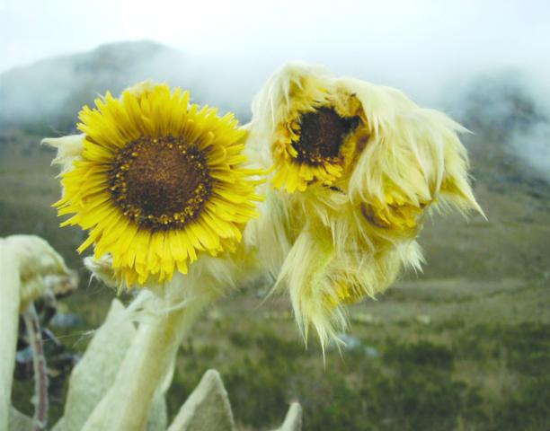 Biomimicry: Water Security Inspired by Nature