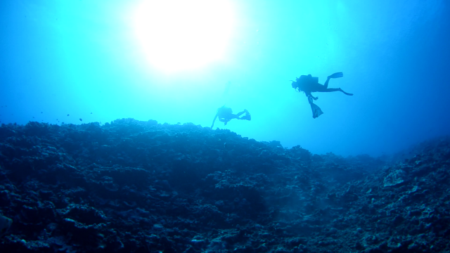 What it's like to ACTUALLY be a marine biologist