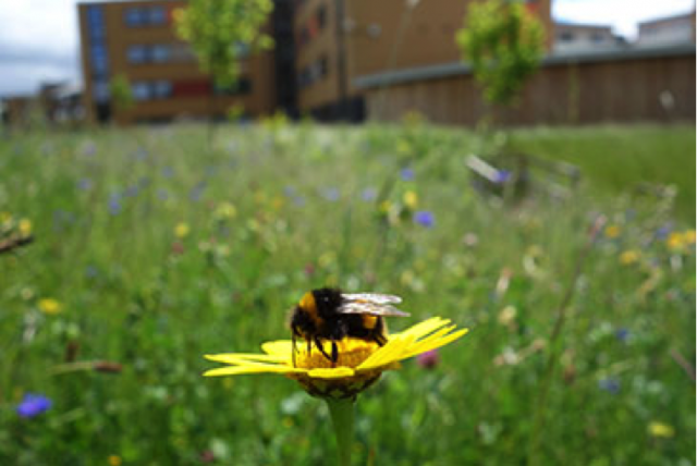 The Buzz on Urbanization and Pollination