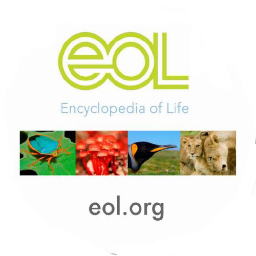 Biodiversity Skillbuilder 2: ID That Bird! (grades 2-5)